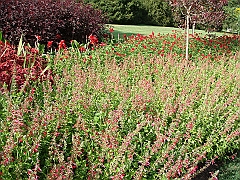 187 Longwood Gardens [2008 August 23]